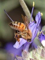 Bee2.jpg