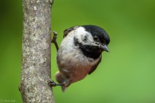 DSC_1592.jpg