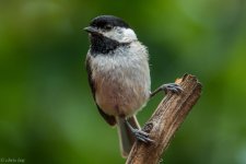 DSC_1530.jpg
