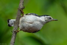 DSC_1564.jpg