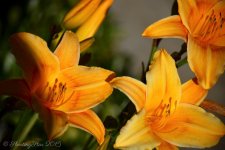may-flowers-1.jpg