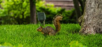 Squirrel.jpg