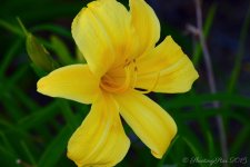 may-flowers-2.jpg