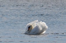 DSC_0350.jpg