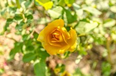_DSC1397.jpg