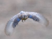 Bluebird7.jpg