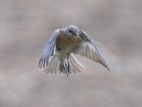 Bluebird2.jpg