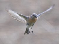 Bluebird4.jpg
