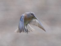 Bluebird5.jpg