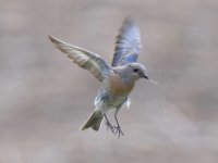 Bluebird6.jpg