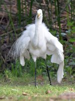 Egret.jpg