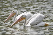 Pelicans.jpg