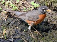 Robin2.jpg