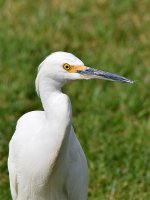 SnowyEgret.jpg
