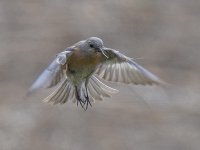 Bluebird_2015_05_30.jpg