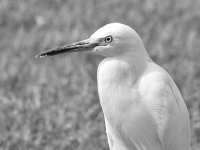 SnowyEgreBW2_2015_05_30.jpg