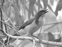 ScrubJayBW_2015_05_30.jpg