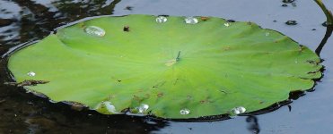 DSCN9074.jpg