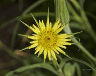 _AAA5266 - Version 2.jpg