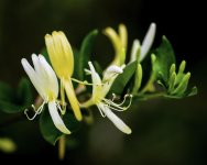 _DSC5006-Edit.jpg