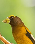 Grosbeak male.jpg