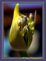 Green and Purple Flower Bud.jpg