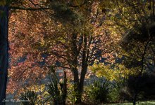 Autumn on the river bank-4557.jpg Autumn on the river bank-4557.jpg