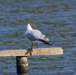 DSC_0144.jpg