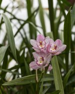 Orchid 3.jpg
