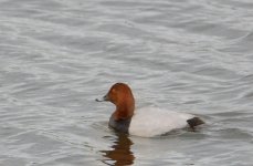 DSC_0138.jpg