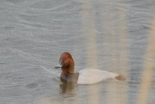 DSC_0142.jpg