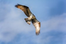 BIF--8 (1000x667).jpg