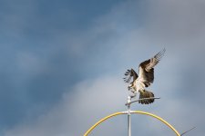 BIF--9 (1000x667).jpg