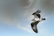 BIF--4 (1000x667).jpg