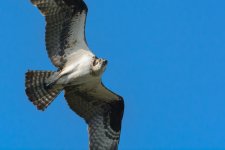 BIF--7 (1000x667).jpg