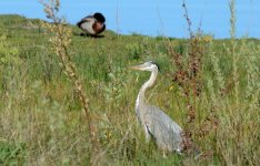 31st May 2015 026.JPG