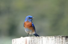 31st May 2015 066.JPG