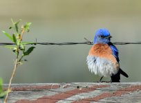 31st May 2015 086.JPG