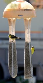 31st May 2015 106.JPG