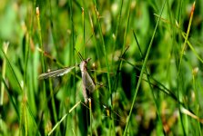 31st May 2015 109.JPG