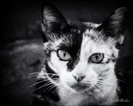 Bangkok-Cat-bw-1.jpg
