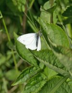 DSC_2285.jpg