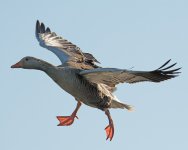 DSC_2117.jpg