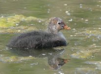 l coot.jpg