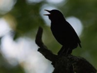 l bbird bokeh.jpg