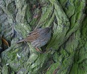 DSC_2336.jpg