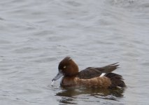 DSC_0247.jpg