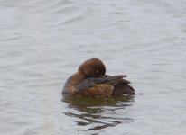 DSC_0246.jpg