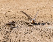 Swallows in Mud.jpg