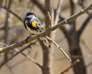 Yellow Rumped Warbler.jpg